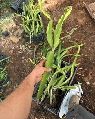Piante dragon fruit