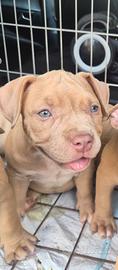 Cucciola di American Bully
