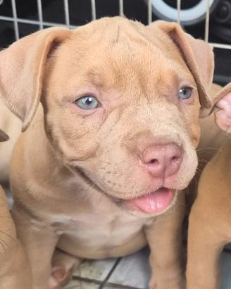 Cucciola di American Bully