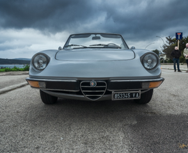 Spider alfa romeo