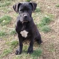 Cucciola di cane corso