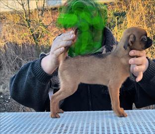 Splendida cucciola brabantina, pedigree enci