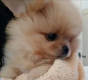 Spitz di pomerania nano