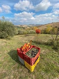 Uliveto e terreno