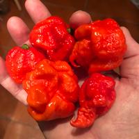 Carolina  super piccante