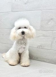 Barbone toy bianco con pedigree Enci