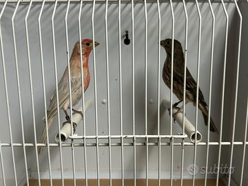 Carpodaco messicano coppia riproduttiva