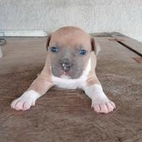 American Staffordshire Terrier