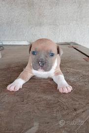 American Staffordshire Terrier
