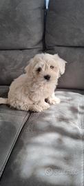 Maltese