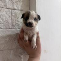 Batuffoli di maltipoo toy da borsetta