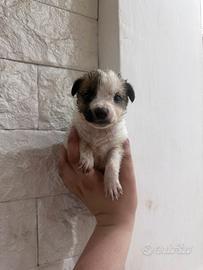 Batuffoli di maltipoo toy da borsetta