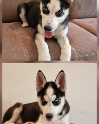 Cuccioli di husky