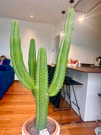 Cactus pianta grassa
