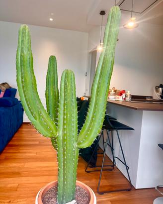 Cactus pianta grassa