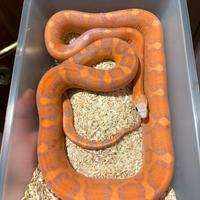 Serpenti del grano adulti - riproduttori testati