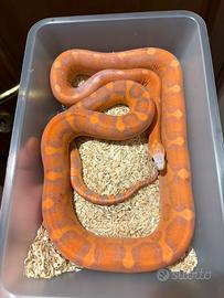 Serpenti del grano adulti - riproduttori testati