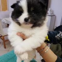Cuccioli di volpino Pomeriano con pedegree ENCI