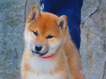 Dolcissima cucciola di Shiba Inu