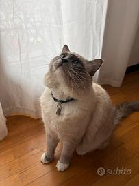 Gatto maschio disponibile per monta ragdoll