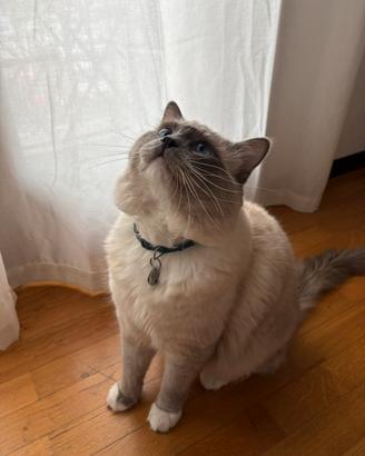 Gatto maschio disponibile per monta ragdoll