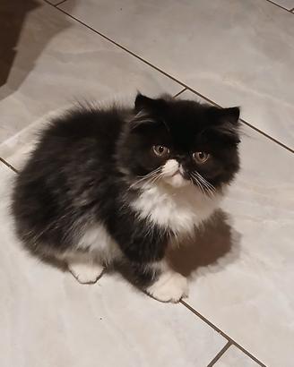 Animali