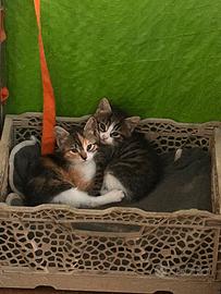 Gattini di due mesi