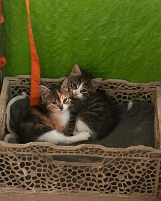 Gattini di due mesi