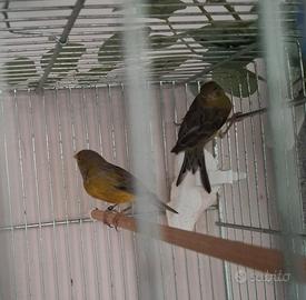 Coppia Canarino Selvatico