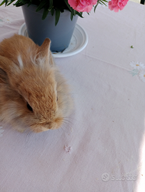 Conigli di compagnia, testa di leone