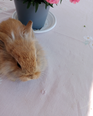 Conigli di compagnia, testa di leone