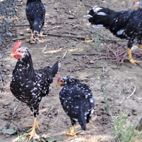 Galline ornamentali