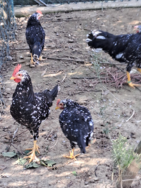 Galline ornamentali