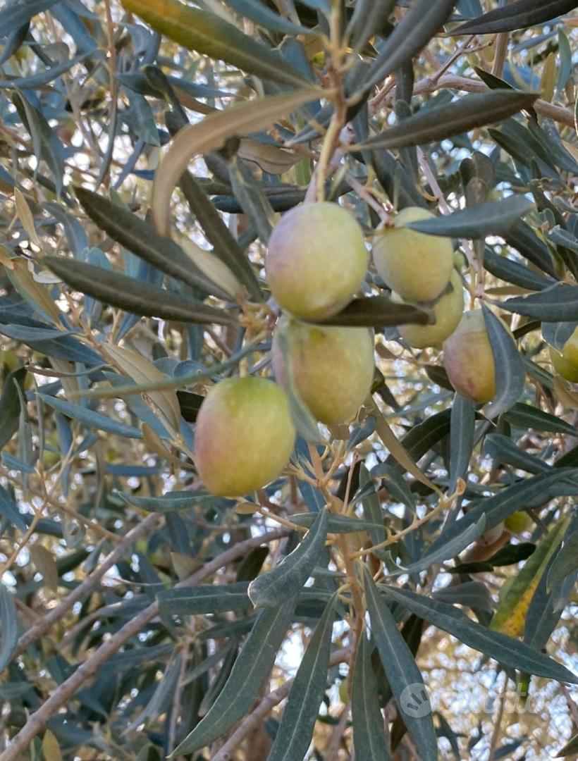 Oliveto - Altro