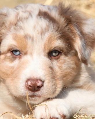 Cuccioli Pastore Australiano/Australian Shepherd