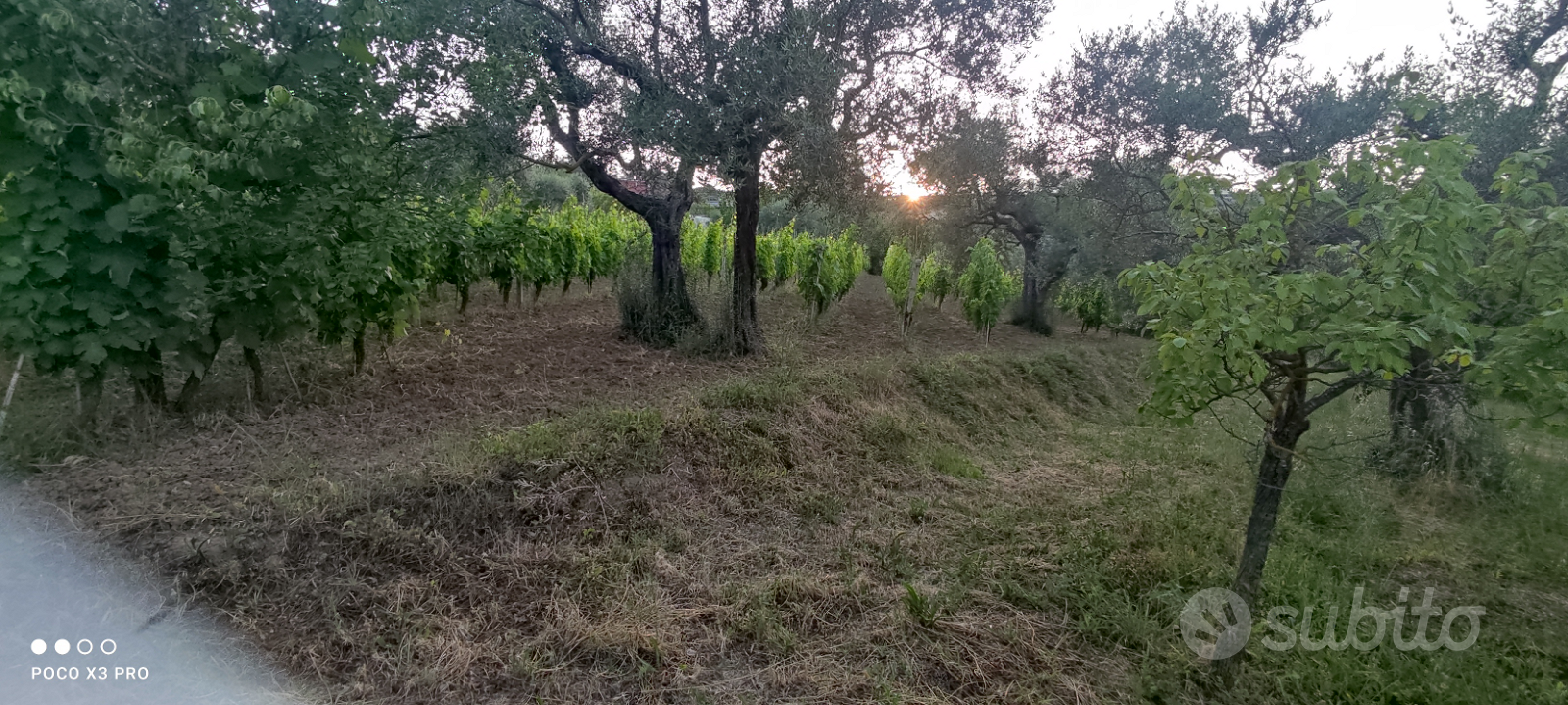 Fabbricato con Vigneto uliveto - Vista 3