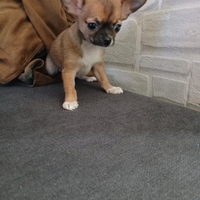 Chihuahua mini toy