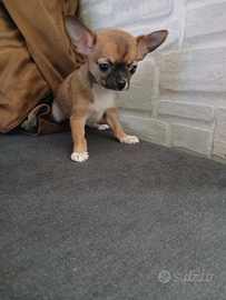 Chihuahua mini toy