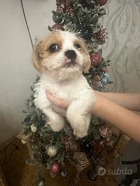 Maschio e femmina diYorkshire colorati