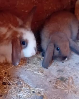 Dispongo conigli ariete