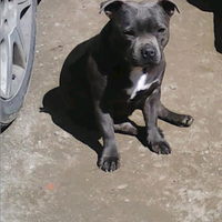 Staffordshire bull terrier blu