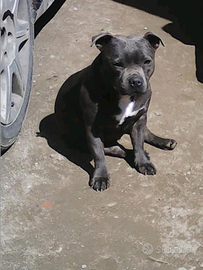Staffordshire bull terrier blu