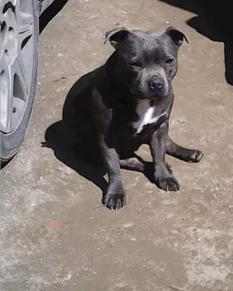 Staffordshire bull terrier blu