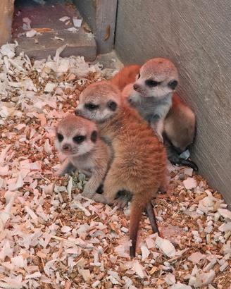 Suricata