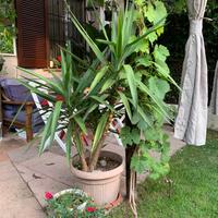 Pianta Yucca - Tronchetto della Felicità 170 cm
