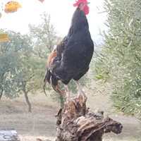 Galli per riproduzione