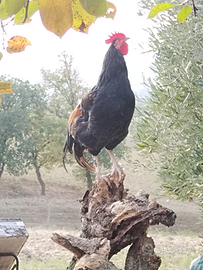 Galli per riproduzione