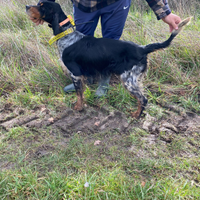 Setter inglese femmina