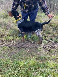 Setter inglese femmina