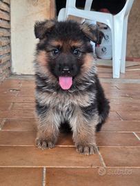 Cuccioli pastore tedesco